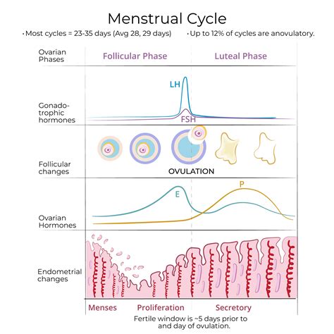 Image result for Ovulation Cycle