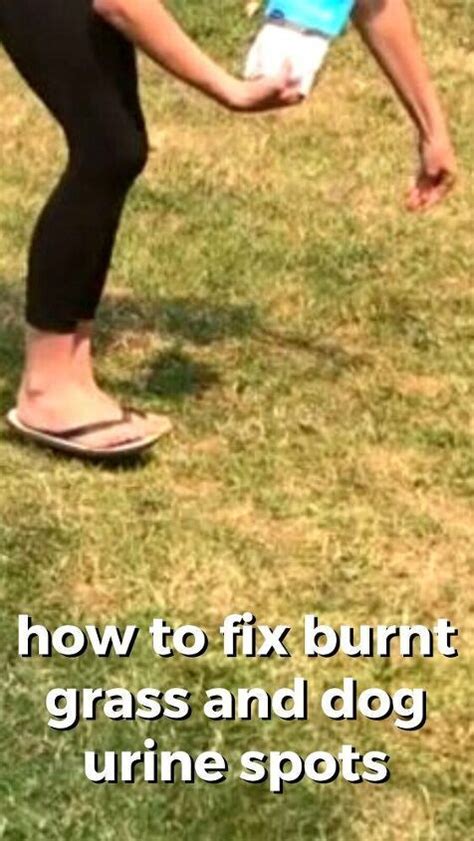 dog urine allergies