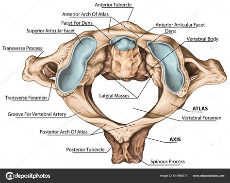 Kohdunkaulan Selkäranka Nikamamorfologia Ensimmäinen Toinen Kaulanikama Kaulanikama Kartasto ...