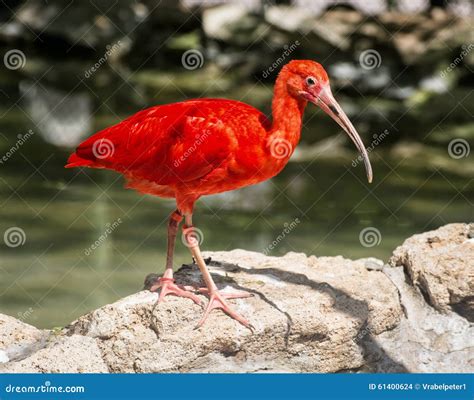 Red Scarlet Ibis (Eudocimus Ruber), Animal Portrait Stock Photo - Image of closeup, caribbean ...