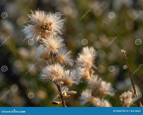 Coyote Brush, Chaparral Broom, Baccharis Pilularis Subsp. Pilularis, Female Plant Royalty-Free ...