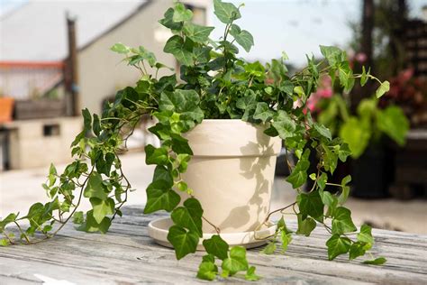 Ivy Houseplants Care at Dennis Fleming blog