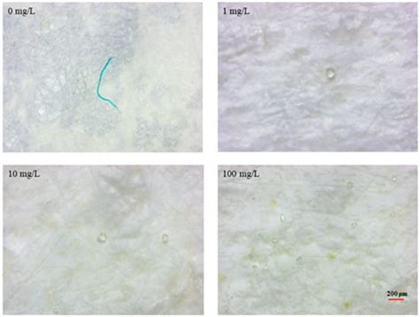 Changes in Flavor-Related Biomarkers in Pacific Oysters (Crassostrea ...