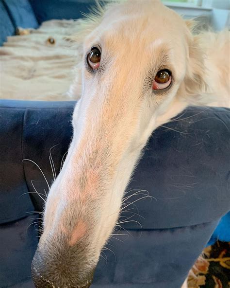 This Borzoi Sighthound May Have The 'World's Longest Nose' And She Is ...