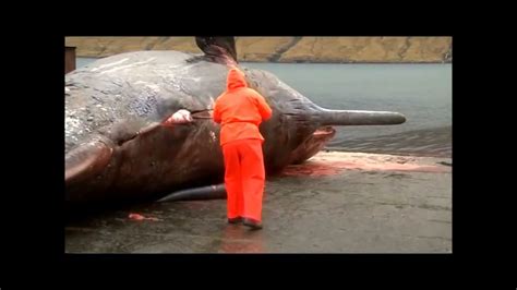 Shocking Whales Exploding Moments 的图像结果