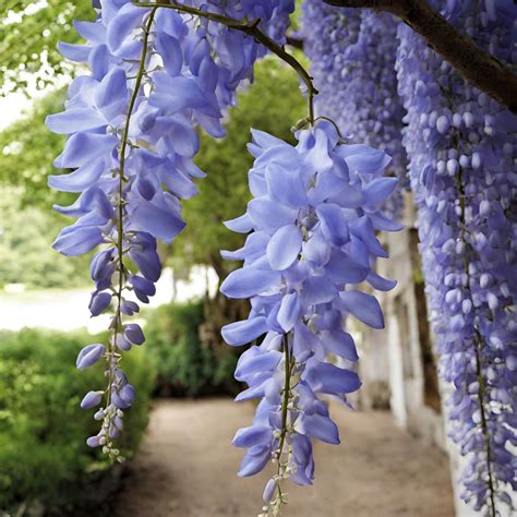 M-Tech Gardens Hybrid Blue Wisteria Flowering Tree Seeds (10 Seeds Pack ...