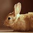 Image result for Bunny and Chick Wallpaper