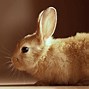 Image result for cute brown baby bunny wallpaper