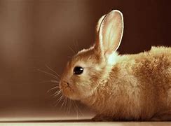 Image result for Baby Bunnies Wallpaper