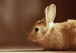 Image result for Free Cute Bunny Images