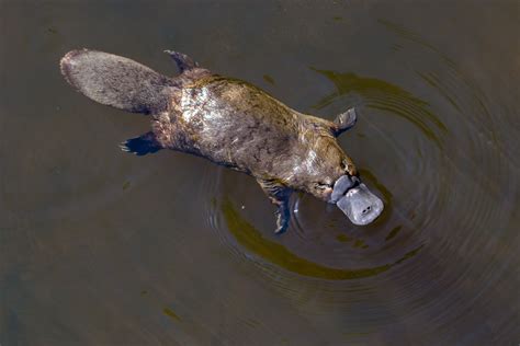 Platypus Spur