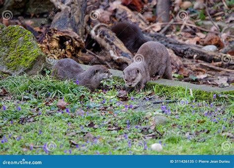 Couple of Small Clawless Otters Stock Image - Image of fauna, natural ...