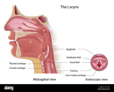 Anatomy of voice box midsagittal and endoscopic view Stock Photo - Alamy