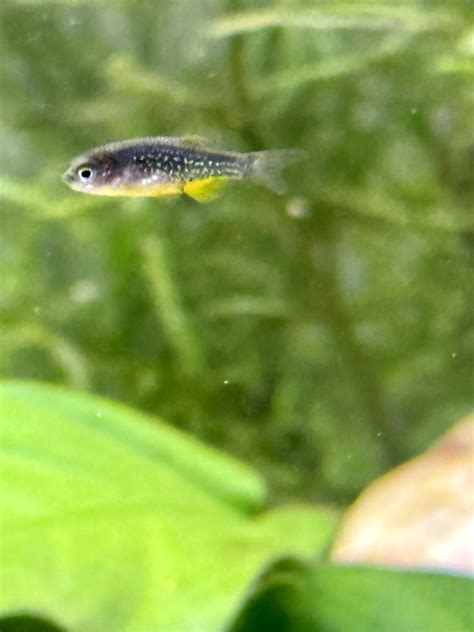 Update on the mystery hitchhiker baby fish! For everyone who guessed ...