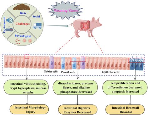 Gastrointestinal Disease Diarrhea at Brittany Armstrong blog