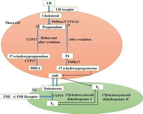 Frontiers | Resistance to the Insulin and Elevated Level of Androgen: A Major Cause of ...