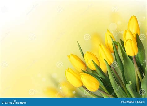 Spring Flowers. Beautiful Yellow Tulips Bouquet Stock Photo - Image of ...