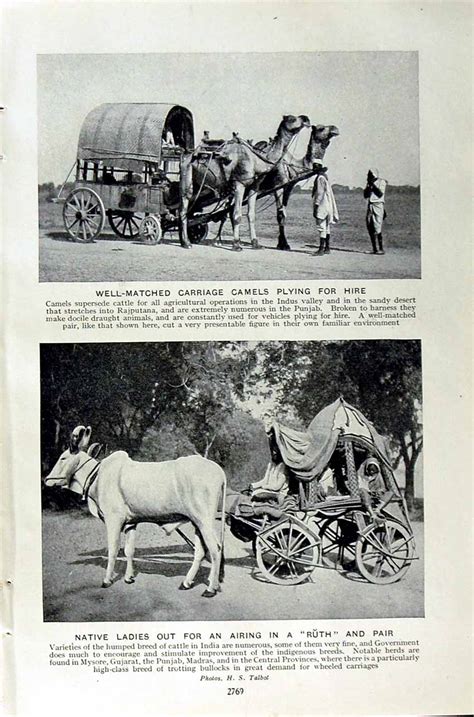 Camel and Bullock Carriage - India 1920s - Old Indian Photos