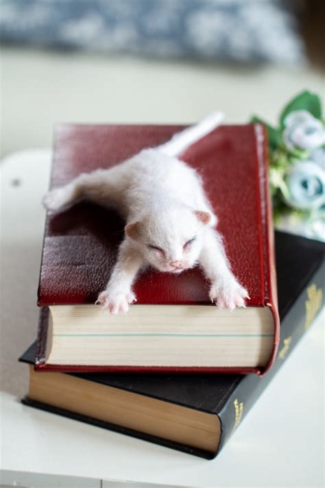 Felting a Cat 的图像结果