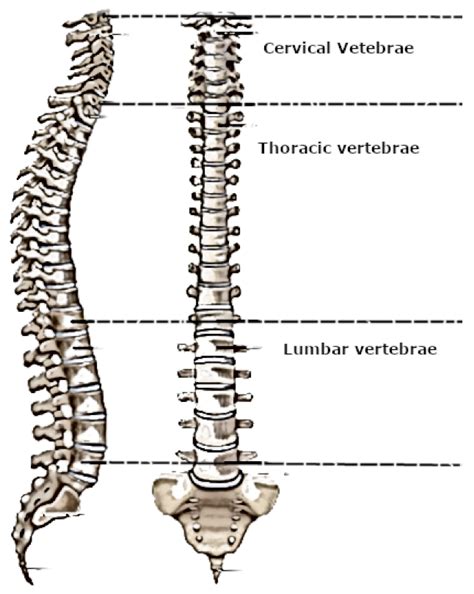 Spinal Cord Segmentation in Ultrasound Medical Imagery