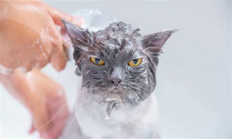 Why Do Cats Hate Water? - A-Z Animals