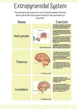 Image result for Extrapyramidal System