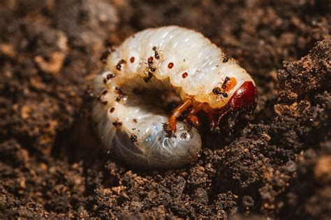 How To Kill Grub Worms With Dawn Soap | Grub worms, Lush lawn, Lawn damage