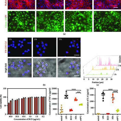 Image result for In Vitro Biocompatibility Test