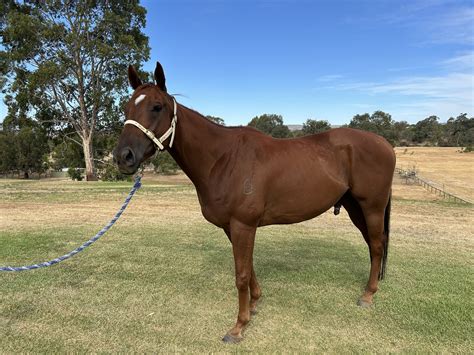Written By Racehorse