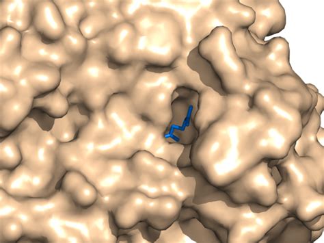 Image result for PyMOL Ray Tracing