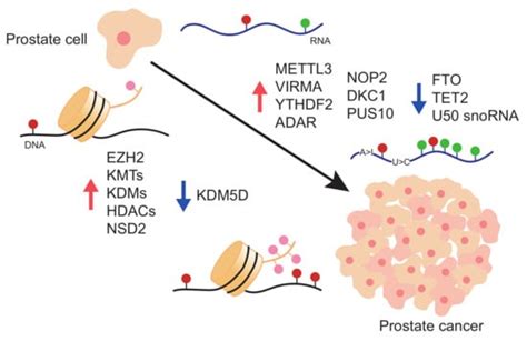 Epigenetic and Epitranscriptomic Control in Prostate Cancer