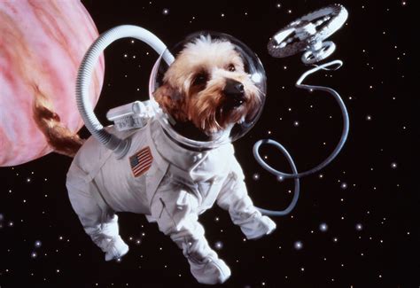 Send Pet Remains to Space | TIME