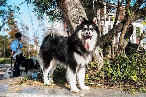 出售纯种阿拉斯加大型犬阿拉斯加雪橇犬灰桃阿拉斯加活体宠物幼犬-阿里巴巴