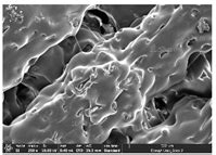 Physical Property of 3D-Printed N-Pointed Star-Shaped Outsole Prepared ...