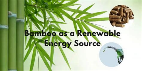 23 Interesting Facts About Bamboo – Meserii