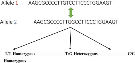 Image result for Genetic Polymorphism