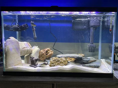 Freshwater Puffer Figure 8