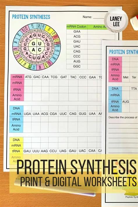 Image result for Protein Synthesis Race Answer Key