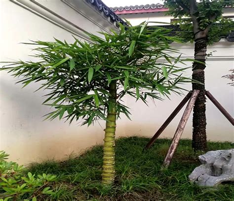 花园竹子合集：竹子在中式庭院中美翻了，靠竹子撑起别墅花园的美|中美|竹子|庭院_新浪新闻