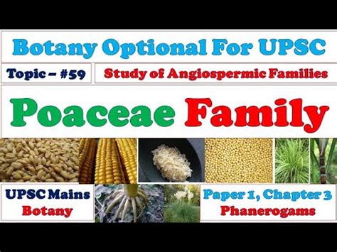 Poaceae Family: Vegetative and Reproductive Characters: Floral Formula ...