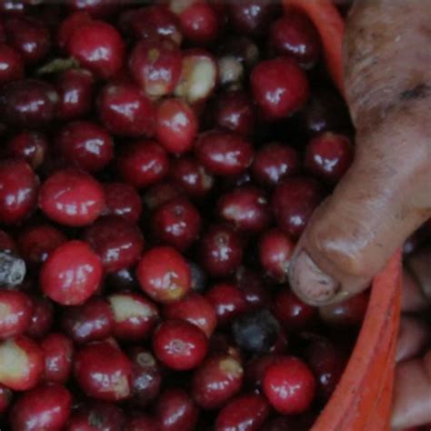 Westrock Coffee Company and S&D Coffee & Tea now under one brand ...