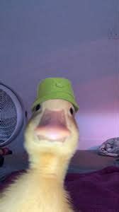 Duck Dislike Challenge - Memes - Worst Jokes Ever