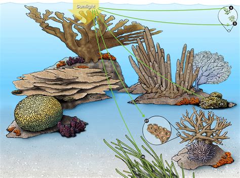 Labeled Food Web With Trophic Levels Diagram Showing Food Web In The