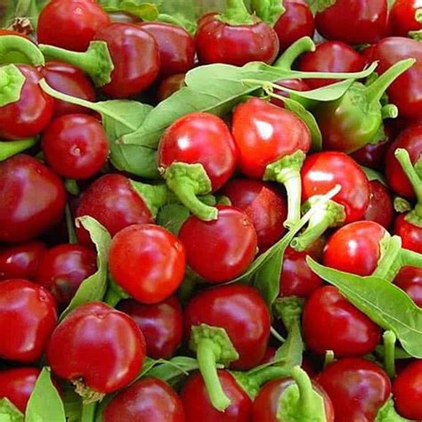 Radha Krishna Agriculture® Imported Chilli seeds |Red cherry chilli ...