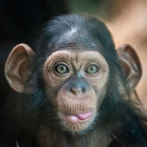 Image result for Monkey Using Computer Meme