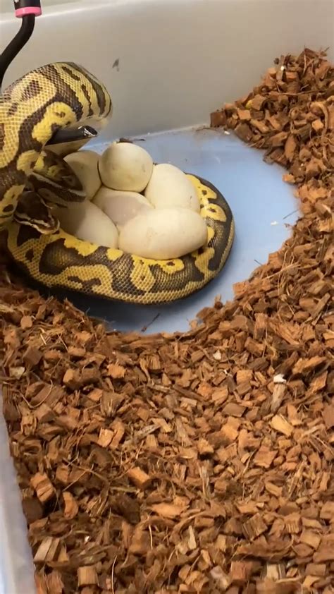 Ball Python Eggs 的图像结果