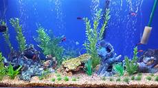 Printable Fish Tank Background by Acrylic Tank It Smells A Fishy In Here Printable Fish Tank Background