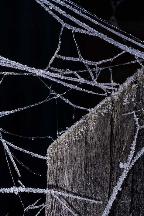 Spider Web Macro Photography How Birds Use Spider Webs In Nest