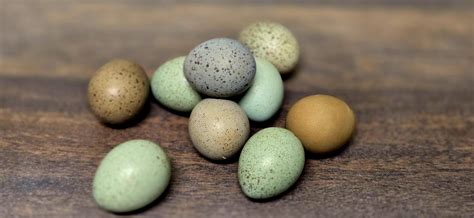Chinese Painted Button Quail - Hatching Eggs For Sale - Available now! – Ancestral Hatchery