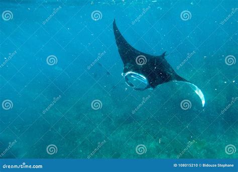 Manta ray underwater shot stock photo. Image of batoidea - 108015210